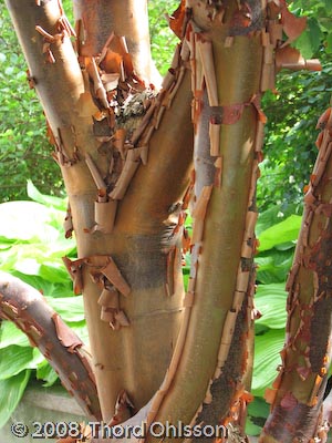 Acer griseum